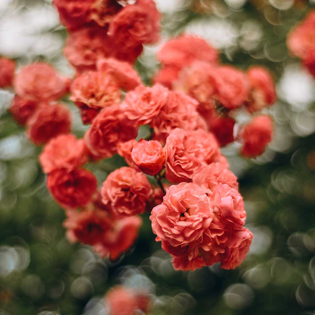 Fioriture da giardino: rose rampicanti