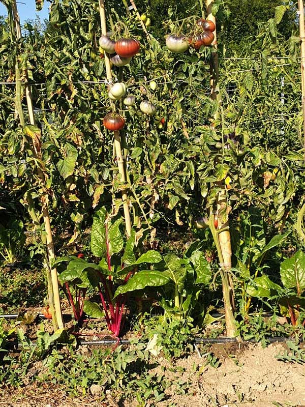 Pomodori rampicanti che proteggono le bietole