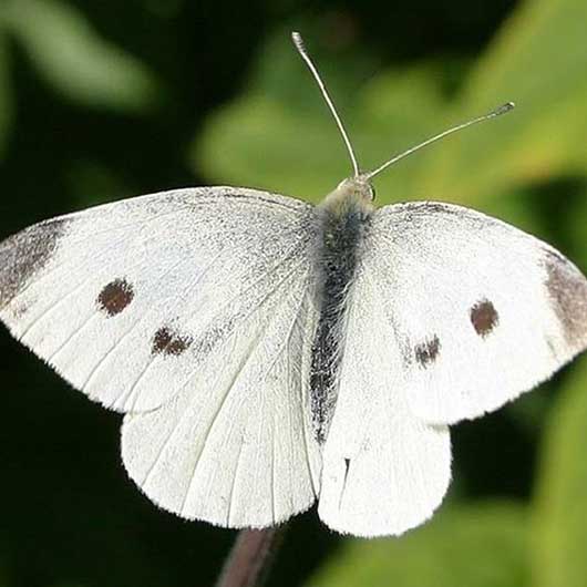 Farfalla Cavolaia